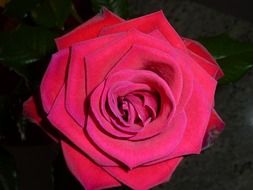 Beauty red rose in nature