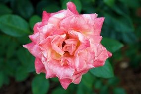 delicate rosebud on green background