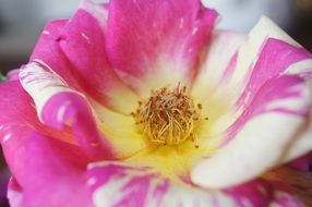 pink rose on a wild rosebush