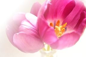Clipart of spring tulip flower