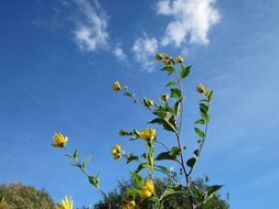 Helianthus tuberosus or topinambus