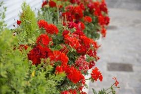 Red flowers with green plant along pedestrian