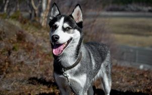 Siberian husky dog