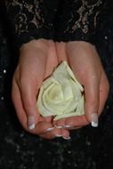 white rose bud in female hands