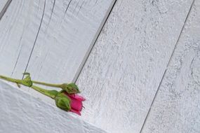 Pink rose grey wooden wall aback