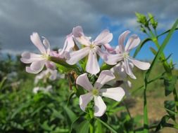 saponaria officinalis close up on a cloudy day