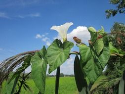 green plant with white flowers against the sky with clouds