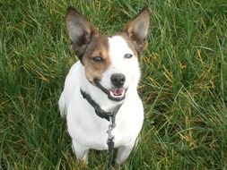 dog pet canine domestic puppy