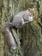 Squirrel on a tree among the park close-up