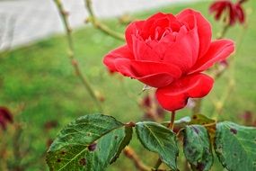 Red rose on the stem with mottled leaves