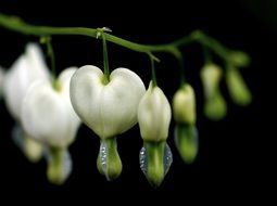 heart shaped flowers
