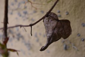 dry leaf on a wall background in Italy