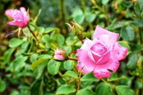 dog rose bush