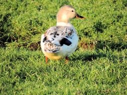 motley duck on grass, back view