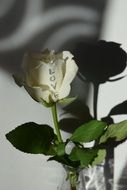 white rose with love inscription