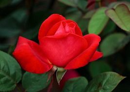 scarlet rose bud