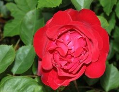 fresh rose blossom