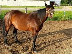 laughing bay horse on farm