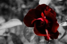 red garden rose on a grey background
