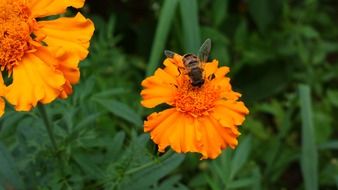 insect on calendula flowers