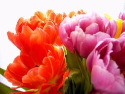 pink, orange and yellow tulips