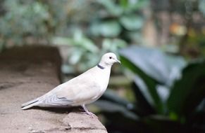 white dove in nature