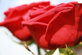 macro shot of two roses