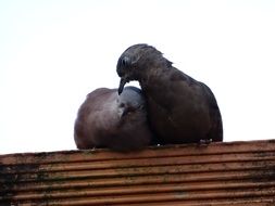 couple of pigeons on the roof