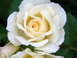 white rose on a background of green leaves