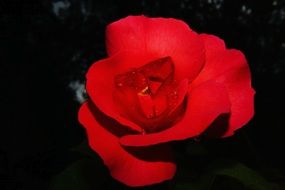 scarlet rose blossom close-up on dark background