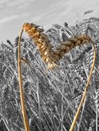 corn plants in shape of heart