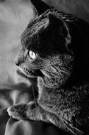 photo of home black cat