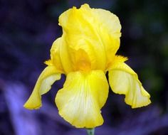 yellow iris on a purple background