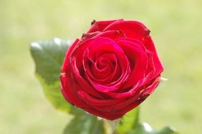 Red rose flower in nature