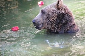 bear in water with flower