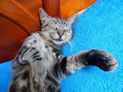 portrait of domestic gray cat with closed eyes