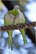 couple of dwarf parrots