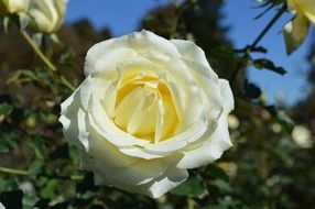 white rose blossom macro photo