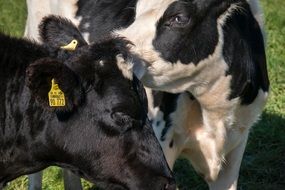 cows on a pasture