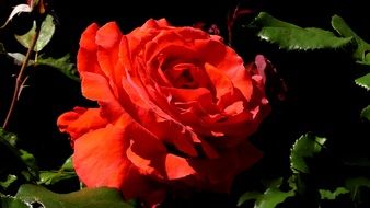 nice red roses flower