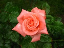 one rose in the garden