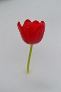 red tulip in the snow