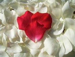 red heart shape from rose petals over white ones