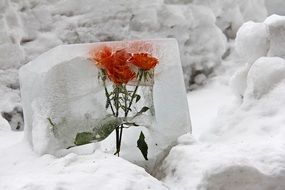 Red flowers in ice in the Otaru