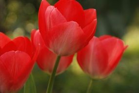 red tulips on a blurry background