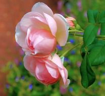 pink roses in a garden