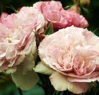 beautiful pink fluffy roses