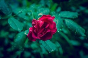 Red rose blossom macro photo