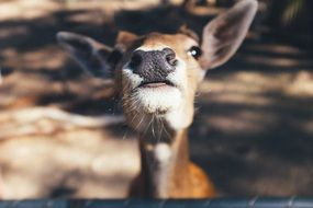 Portrait of cute deer