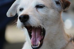 white dog yawns